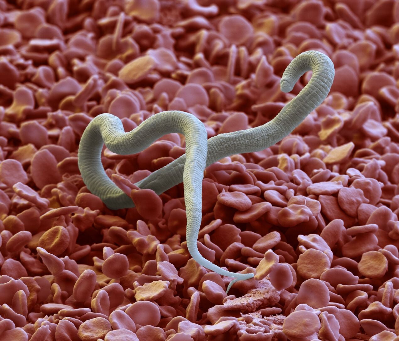 Immagine dirofilaria