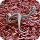 Dirofilaria