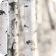 Betulacee