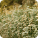 Graminacee