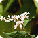Poligonacee